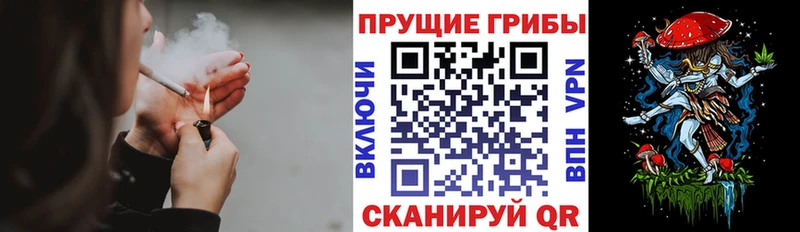 Галлюциногенные грибы Psilocybe Торжок